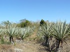 sisal la plante